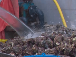 Noël : comment piéger les voleurs d’huîtres ?
À l'approche des fêtes, les vols d’huîtres sont un fléau pour les producteurs. L’un d'entre eux a décidé de les piéger.