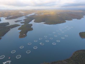 Ils produisent du caviar à Madagascar