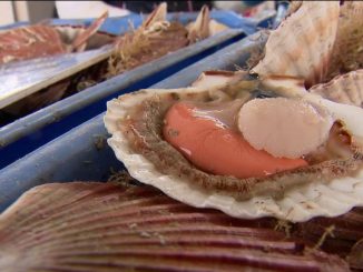 Coquille Saint-Jacques : la saison se finit en beauté
En Seine-Maritime, il est l'heure pour les pêcheurs de vendre leurs dernières coquilles Saint-Jacques. Tous ont le sourire puisque l'année a été synonyme de qualité et de quantité.