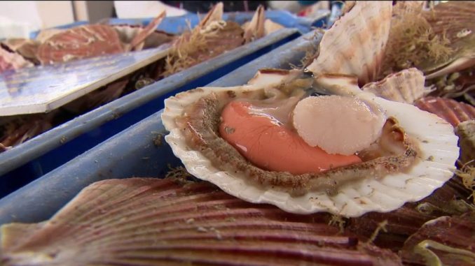 Coquille Saint-Jacques : la saison se finit en beauté
En Seine-Maritime, il est l'heure pour les pêcheurs de vendre leurs dernières coquilles Saint-Jacques. Tous ont le sourire puisque l'année a été synonyme de qualité et de quantité.
