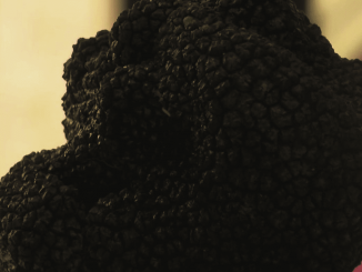 Dordogne : le retour de la truffe blanche sur les marchés
À Sainte-Alvère (Dordogne), le marché ouvre ses portes, aujourd’hui, et comme chaque lundi, à la vente de la truffe blanche. Moins prestigieuse que la truffe noire, elle peut se déguster avec à peu près tout ce que l’on veut.