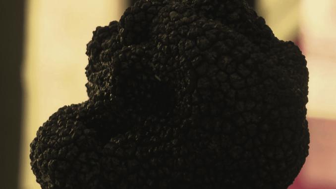 Dordogne : le retour de la truffe blanche sur les marchés
À Sainte-Alvère (Dordogne), le marché ouvre ses portes, aujourd’hui, et comme chaque lundi, à la vente de la truffe blanche. Moins prestigieuse que la truffe noire, elle peut se déguster avec à peu près tout ce que l’on veut.