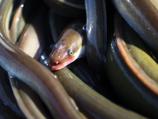 Alimentation : l'anguille risque de disparaître avant deux ans, alerte le chef Thierry Marx