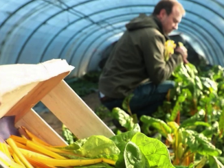 Gastronomie : la blette revient sur le devant de la scène
La blette, légume ancien, a regagné en popularité ces derniers temps. Il se décline de l’entrée au dessert.