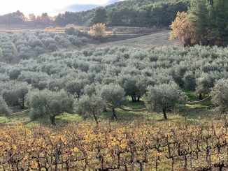 L'AOP de l'olive de Nyons et de son huile fête ses 30 ans