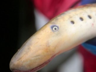 La lamproie, le poisson effrayant qui s’est fait une place dans les assiettes des chefs
Poisson vampire, aveugle et dépourvu de mâchoires, la lamproie n’a pas une allure très appétissante. Pourtant, elle arrive à se glisser délicieusement dans nos assiettes.