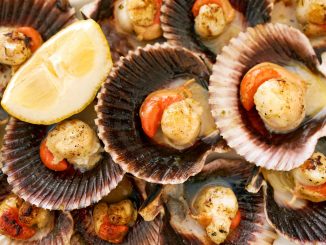La coquille Saint-Jacques, le coquillage star de votre hiver