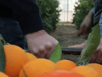 Gastronomie : dans les Bouches-du-Rhône, un des rares producteurs français d'oranges fait le bonheur d'un restaurant trois étoiles
Régis et Cyril se sont associés pour devenir producteurs d'oranges dans les Bouches-du-Rhône. Très attachés à la qualité de leurs fruits, ils ont vendu leurs produits à un restaurant trois étoiles de la région, qui en a tiré une tarte à l'orange.