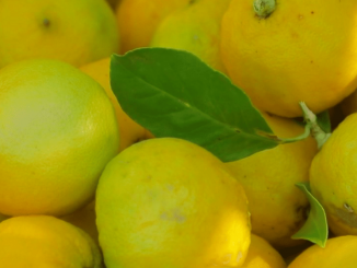 Italie : en Calabre, le parfum envoûtant de la bergamote
Direction la Calabre, dans le sud de l’Italie, pour la récolte de la bergamote, un agrume connu pour ses nombreuses vertus, qui ressemble à s'y méprendre à un citron. Son huile est également très prisée par les parfumeurs.