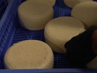 Hautes-Alpes : le bleu du Queyras espère avoir son AOP
Le département des Hautes-Alpes pourrait décrocher une AOP. C’est en tout cas la volonté des producteurs et fromagers qui voudraient l’obtenir pour le bleu du Queyras.