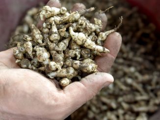 "Crosne" : un légume d’hiver, dont la saison s’achève en mars