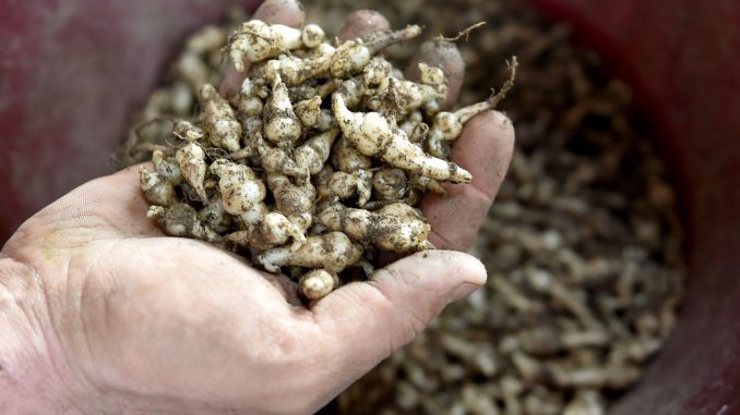 
"Crosne" : un légume d’hiver, dont la saison s’achève en mars
