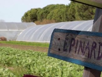 Cuisine : les épinards, l'or vert des assiettes en hiver
Verts et plein de fer, les épinards sont mis à l'honneur dans la rubrique Les petits plats dans l'écran, samedi 9 mars.