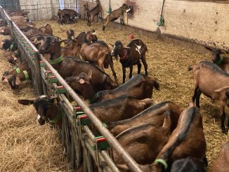 Visitez une chèvrerie à Rocamadour !