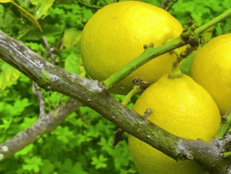 Fête du citron : Menton voit la vie en jaune
C’est une tradition qui remonte à 1934. La fête du citron à Menton, sous le soleil de la Côte-d’Azur, se déroulera le 17 février prochain. Regardez comment les commerçants et les habitants s’y préparent.
