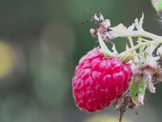 Gastronomie : la framboise, le délice de l’été
"Les petits plats dans l’écran" du samedi 22 juillet met à l’honneur la framboise, un petit fruit fragile. Direction la Savoie, à la rencontre d'une cultivatrice en bio.