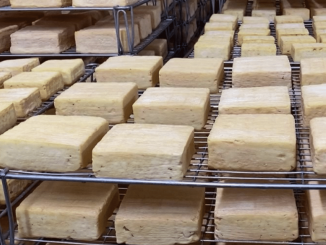 Gastronomie : les secrets de fabrication du maroilles, roi des fromages du Nord
Maroilles, une jolie commune du Nord, est le lieu où est né le fameux fromage des Hauts-de-France. Une seule fromagerie en produit dans le village. Elle a ouvert ses portes pour dévoiler les secrets de sa fabrication.
