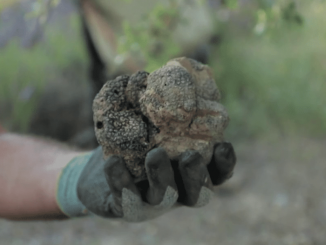 Provence : la truffe d’été, spécialité de Pierre et Laurence Jaubert
Dans le Luberon, moins connue que la truffe noire, et jusqu’à six fois moins chère, la truffe d’été fait de nouveaux adeptes sur les tables de Provence. À 150 euros le kg, elle se rend abordable par son prix, tout en perpétuant un savoir-faire ancestral.