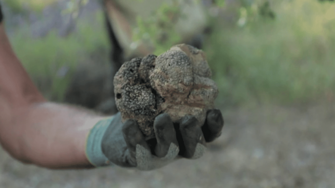 Provence : la truffe d’été, spécialité de Pierre et Laurence Jaubert
Dans le Luberon, moins connue que la truffe noire, et jusqu’à six fois moins chère, la truffe d’été fait de nouveaux adeptes sur les tables de Provence. À 150 euros le kg, elle se rend abordable par son prix, tout en perpétuant un savoir-faire ancestral.
