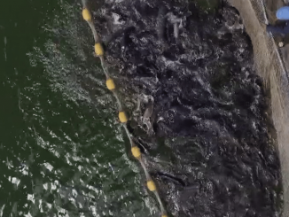 Madagascar : des Français produisent du caviar sur le lac de Mantasoa
Le 13 Heures poursuit son voyage sur l'île de Madagascar. Jeudi 11 avril, direction le lac de Mantasoa, où Delphyne Dabezies Guiraud, cofondatrice de la société Acipenser, et ses associés produisent du caviar.