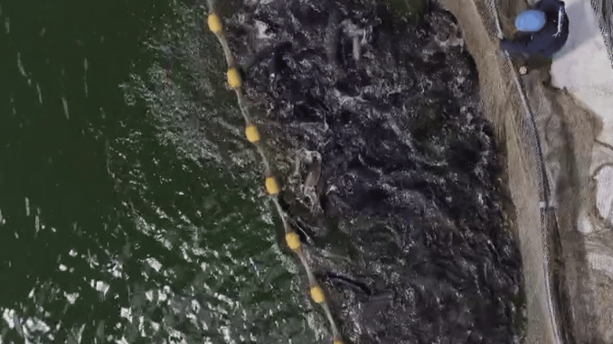 Madagascar : des Français produisent du caviar sur le lac de Mantasoa
Le 13 Heures poursuit son voyage sur l'île de Madagascar. Jeudi 11 avril, direction le lac de Mantasoa, où Delphyne Dabezies Guiraud, cofondatrice de la société Acipenser, et ses associés produisent du caviar.