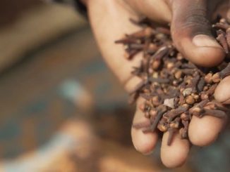 Zanzibar : le clou de girofle, véritable mine d'or de l'archipel
Dans l'archipel de Zanzibar, au beau milieu de l'Océan Indien, les clous de girofle font la fierté des habitants. Une véritable ressource économique, et un symbole culturel.