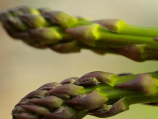 Alimentation : l’asperge, une pointe de printemps du champ à l’assiette
La saison des asperges, qui ne dure que quelques semaines, a débuté. Reportage à  Aigues-Mortes, dans le Gard.