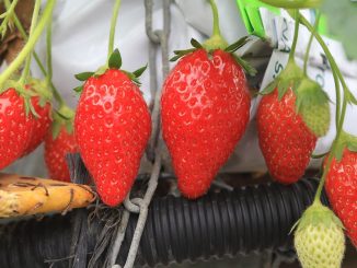 La fraise sous Label rouge ou IGP comme gage d'excellence