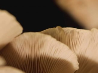 Gastronomie : les pleurotes fleurissent dans les assiettes au printemps
Champignon qui pousse en quelques jours, le pleurote annonce l'arrivée du printemps. Il est mis à l'honneur dans la rubrique Les Petits plats dans l'écran du 13H, ce samedi 30 mars.