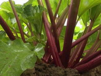 Gastronomie : la rhubarbe, une plante rose acide qui se décline à l'infini dans les assiettes
La rubrique "Les petits plats dans l'écran" met la rhubarbe à l'honneur samedi 11 mai. Cette plante herbacée originaire d'Asie se marie avec plats salés et sucrés.
