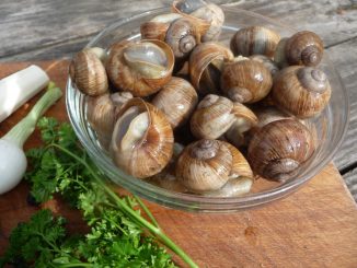 Tout savoir sur les escargots