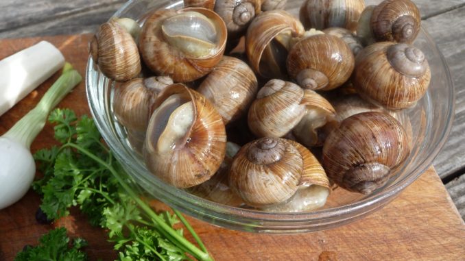 Tout savoir sur les escargots